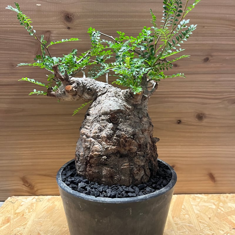 オペルクリカリア パキプス 現地株 発根済み | GREEN LUCK