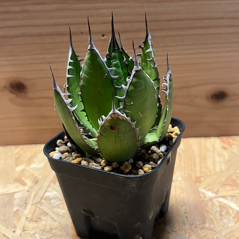 アガベ ホリダ | GREEN LUCK