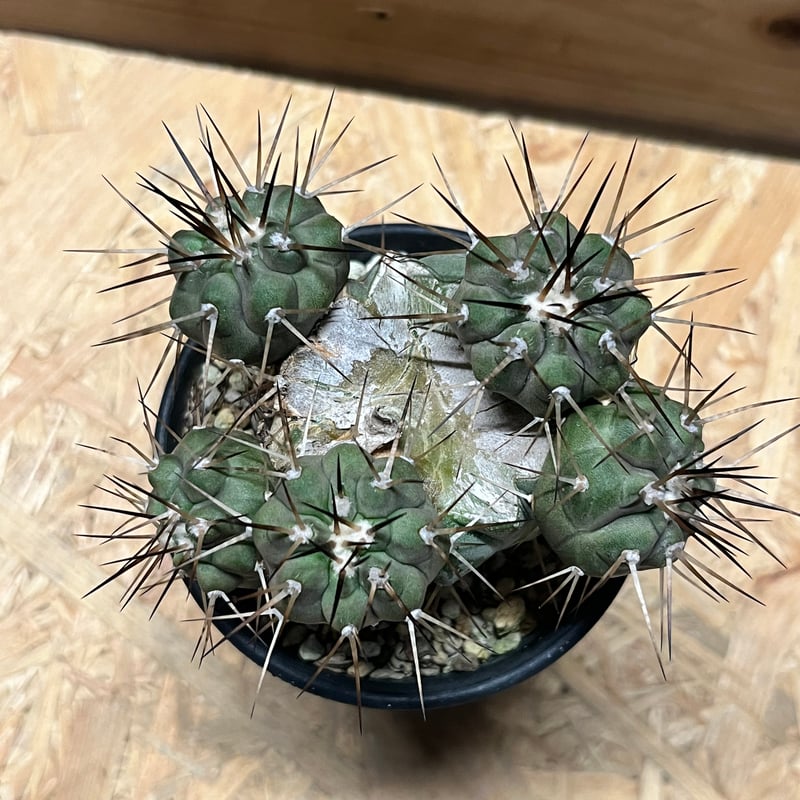 コピアポア シネレア 黒王丸 実生 | GREEN LUCK