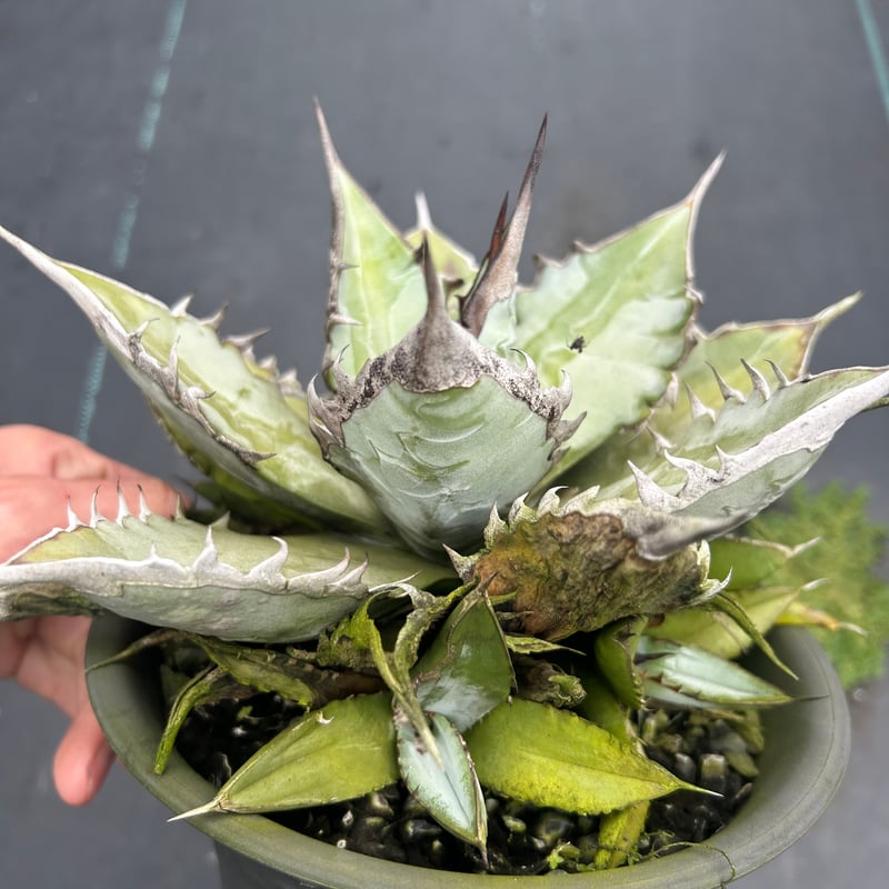 アガベ 特選極厚トップ ブルー チタノタブルー実生 DB05 | アガベ専門