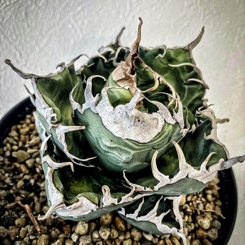 アガべ Heartplantsコレクション悪魔OC子株 | アガベ専門店 Heart plants.