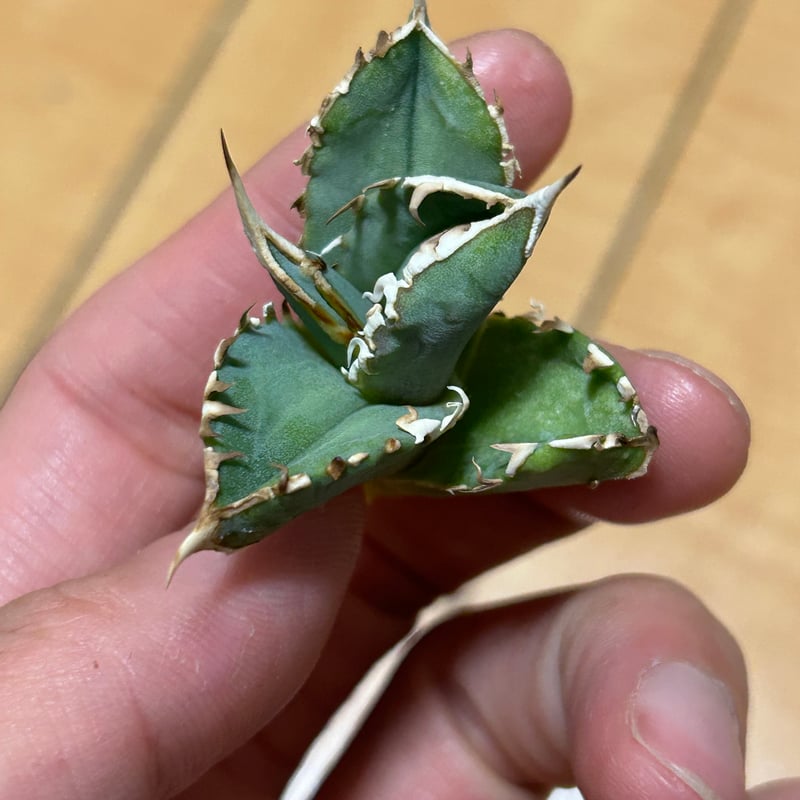 アガベ Heartplantsコレクション白豪棘 子株 オテロイ | アガベ専門店