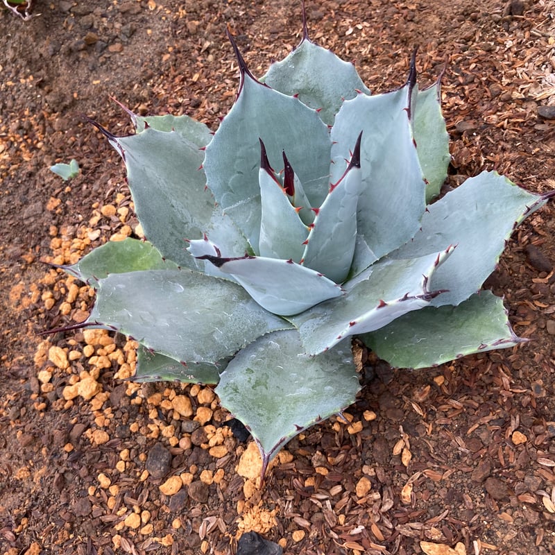 抜き苗】極上パリー・トランカータ子株B（250912） | アガベの専門店