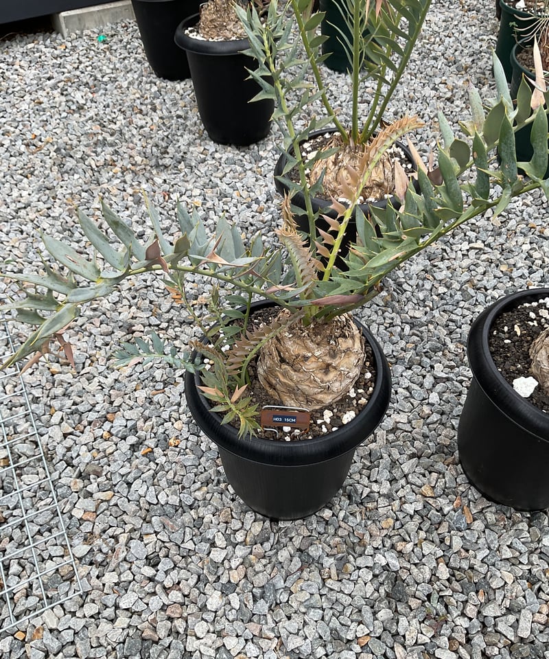 発色良好】エンセファラルトス・ホリダス｜シャープ葉・優良個体No3-24