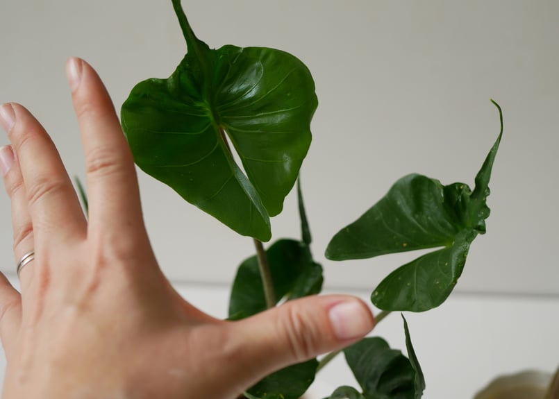 アロカシア スティングレイ Alocasia Stingray | インテリアグリーンと