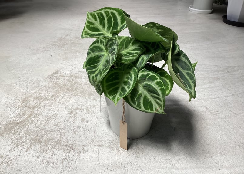 ③アンスリウム ドラヤキ クリスタリナム 4号 レア植物 モザイク様で