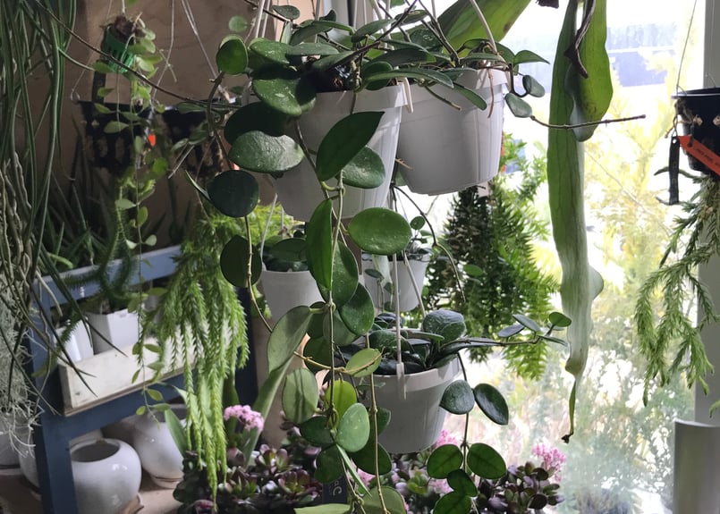 ホヤ マチルダ 3号 吊り鉢 ハンギング 育てやすい 観葉植物