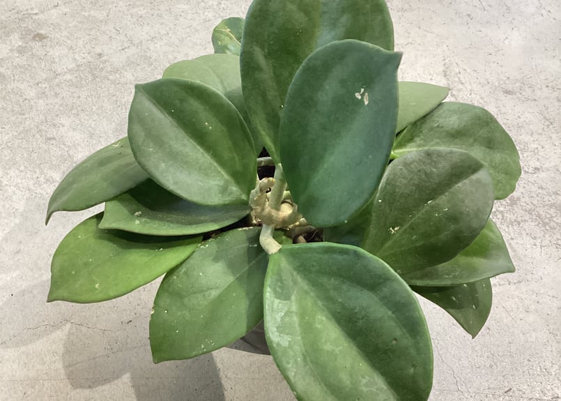 ホヤ パキクラダ 4号 hoya 可愛いインテリアグリーン | インテリア