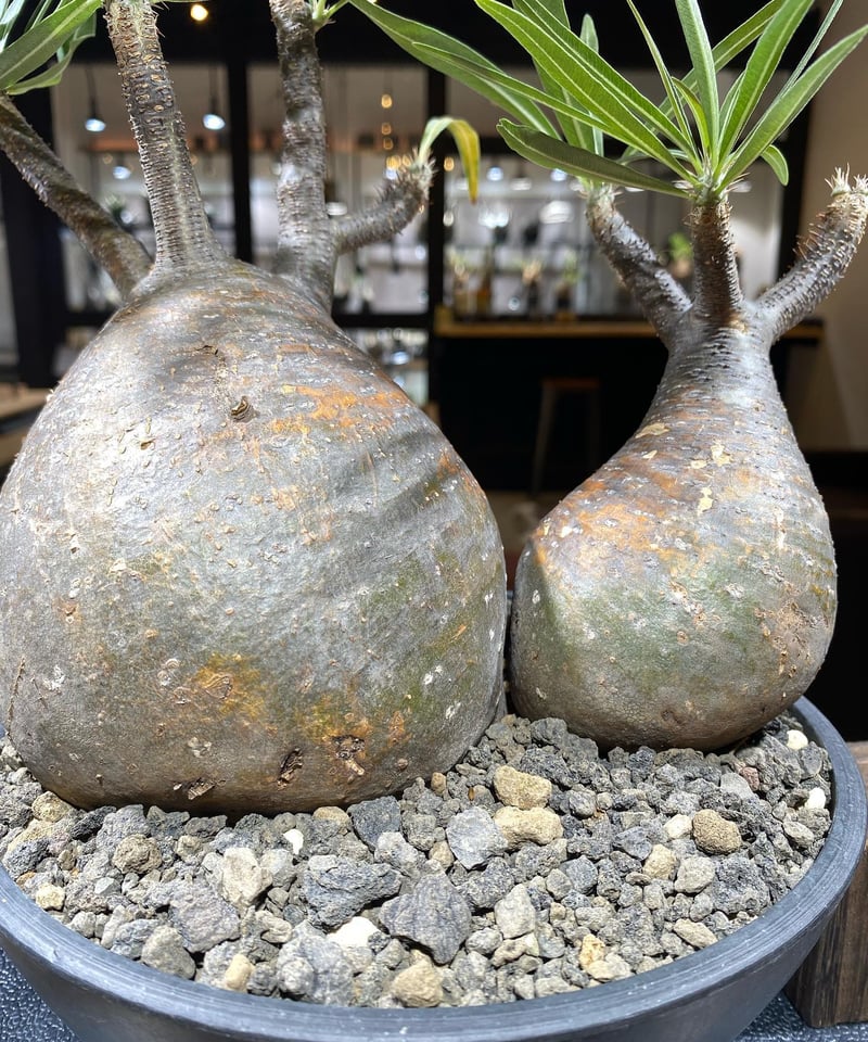 パキポディウム グラキリス 2頭 Pachypodium gracilius 発根済 (商品