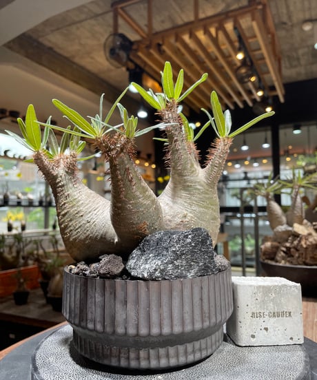 CATEGORY VALIEM鉢植込み | RISE-CAUDEX ONLINE STORE