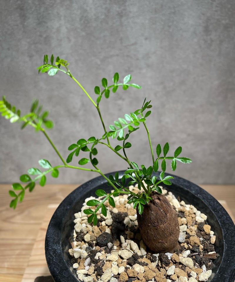 オペルクリカリア パキプス 根差し (商品番号PP-55) | RISE-CAUDEX ONL