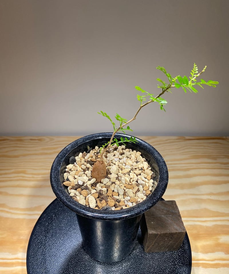 オペルクリカリア パキプス 根挿し株 2株セット 【公式通販】