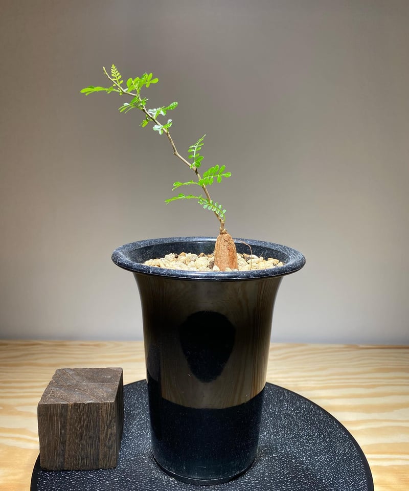 オペルクリカリア パキプス 根差し (商品番号PP-74) | RISE-CAUDEX ONL