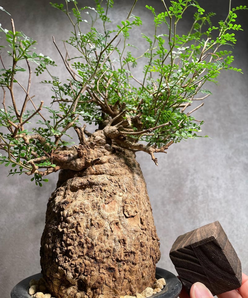 オペルクリカリア パキプス／Operculicarya pachypus 発根済 (商品番号P