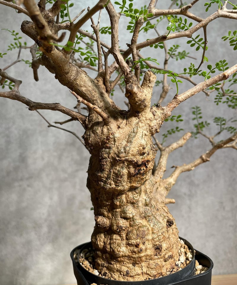 オペルクリカリア パキプス／Operculicarya pachypus 発根済 手乗り