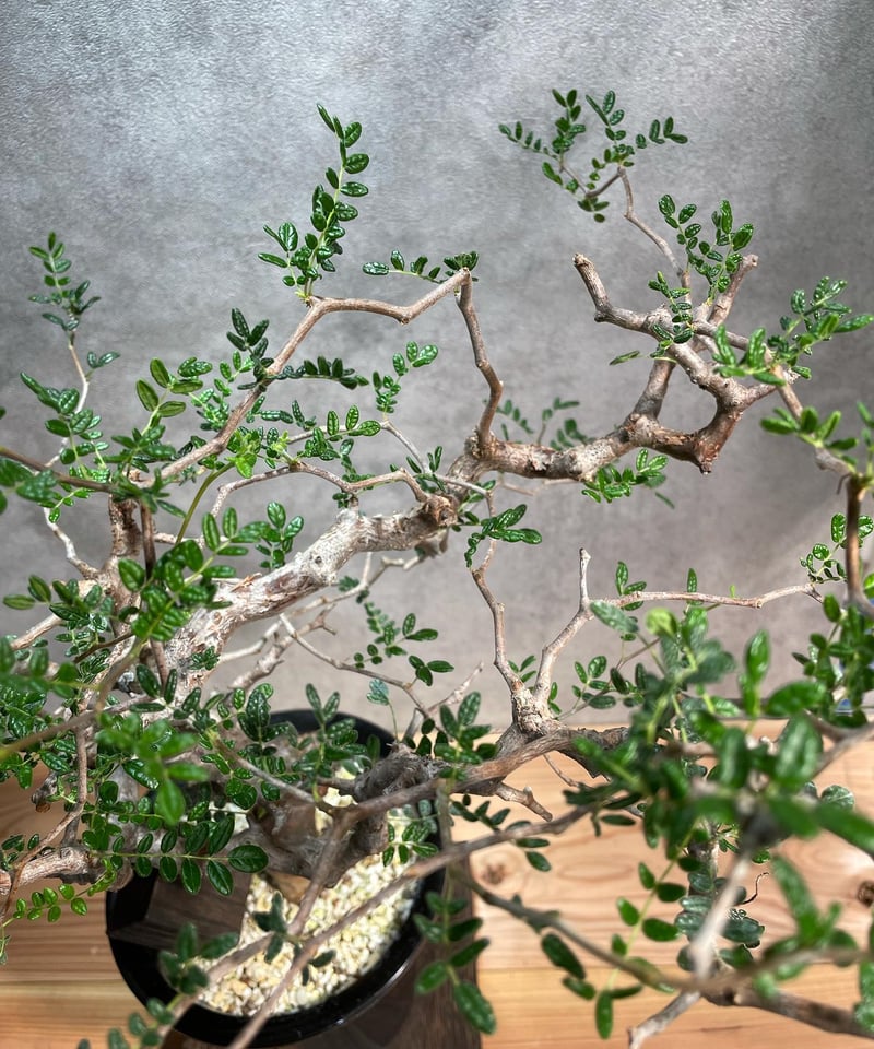 コミフォラ モンストローサ /Commiphora monstrosa 発根済 (幹幅約3.