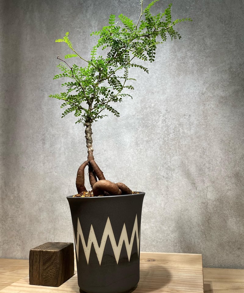 オペルクリカリア パキプス／Operculicarya pachypus 実生5年株 発根