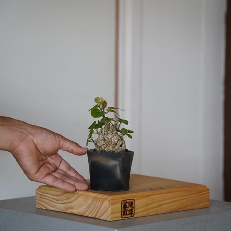 CATEGORY 磯部祐介［いそべ陶苑］植木鉢作品 笠間焼 | 陶賊 -TOUZOKU