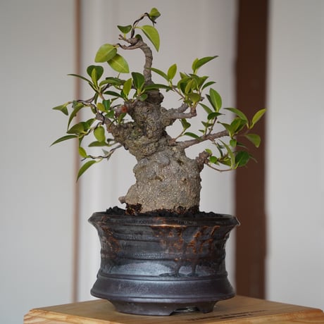 CATEGORY 磯部祐介［いそべ陶苑］植木鉢作品 笠間焼 | 陶賊 -TOUZOKU