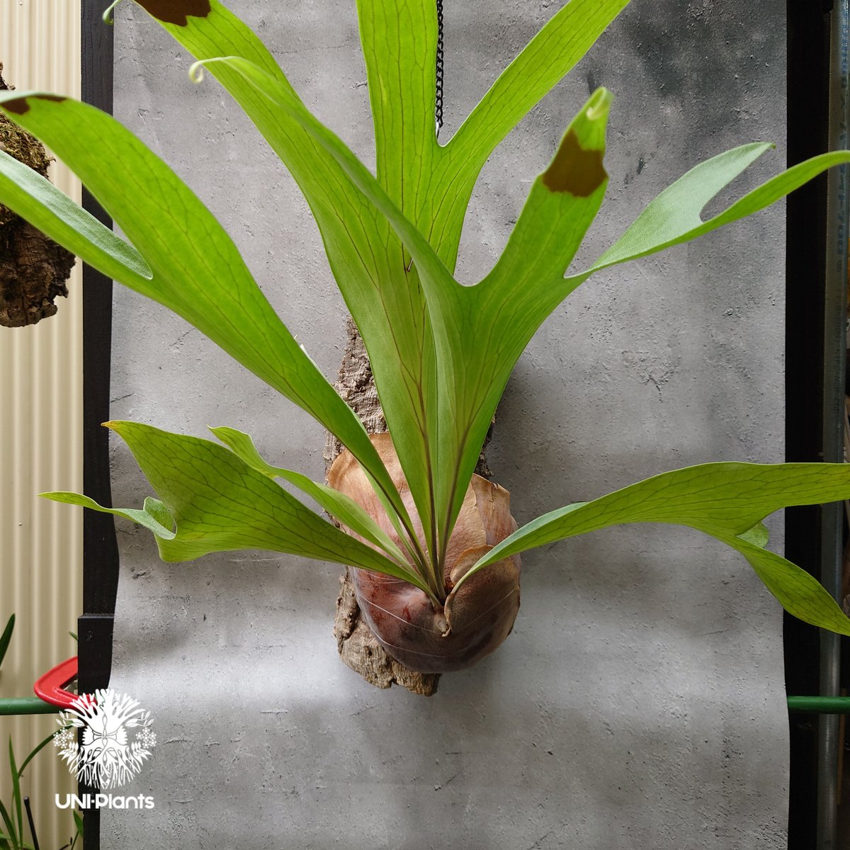 大株! ビカクシダ アルシコルネ Platycerium alcicorne コウモリラン ビ