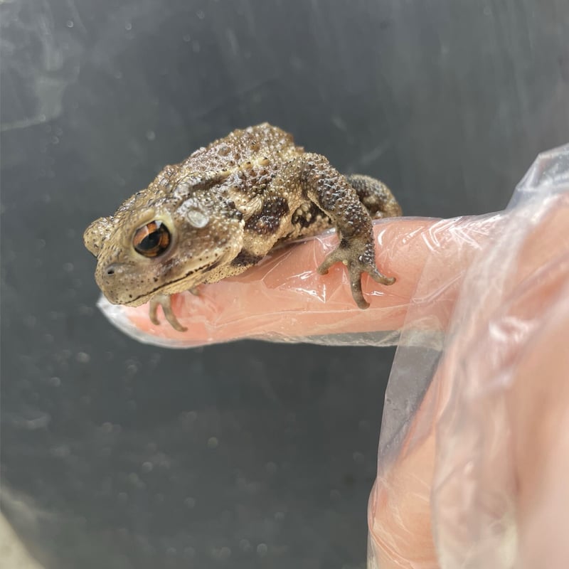 レア色！ミヤコヒキガエル 5.5cm前後 | Frogs Shop