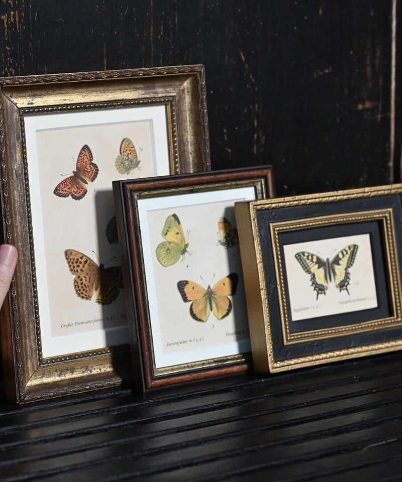 アゲハ蝶（ドイツ洋書／インゼル文庫） | CUATRO CAMINOS