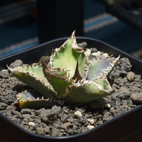 CATEGORY 新商品 | アガベ専門店 モンスターハウス