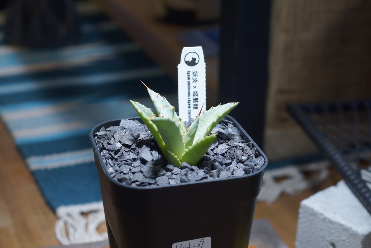 アガベ ハイブリッド 妖炎×姫厳竜/ Y×H-09 | アガベ専門店 モンスター