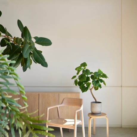 フィカスウンベラータ | STORES