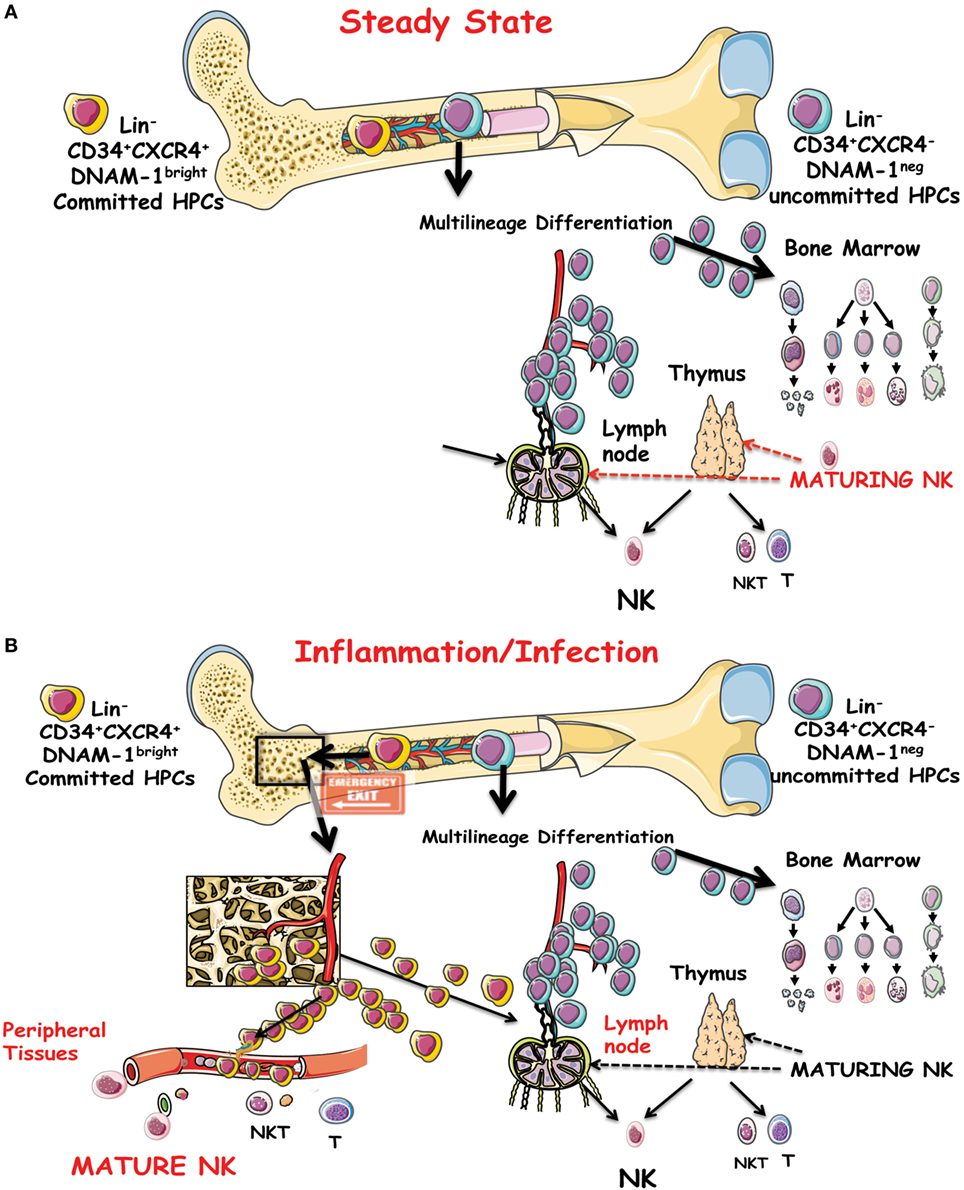 Frontiers | Natural Killer Cell Development and Maturation