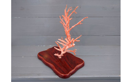 海の秘宝珊瑚：置物N - 高知県宿毛市｜ふるさとチョイス - ふるさと