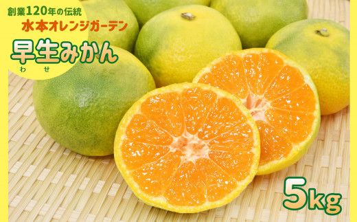温州みかん 「 早生 5kg 」 水本オレンジガーデン | フルーツ 果物