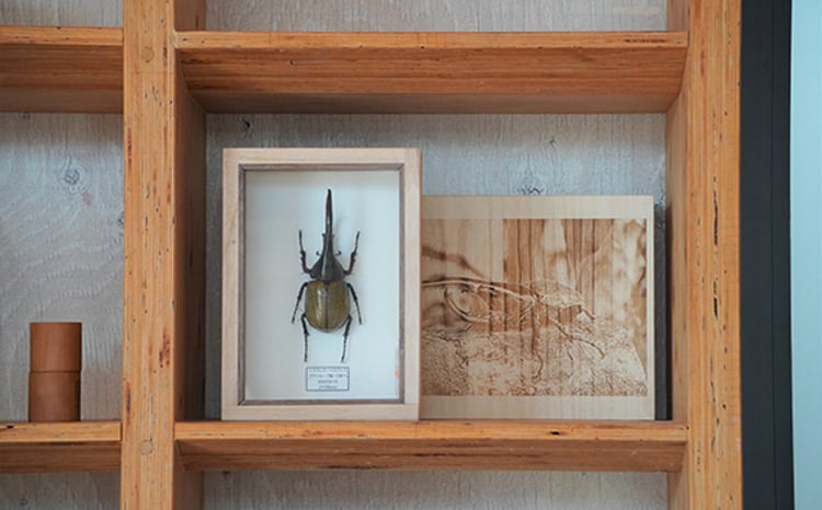 数量限定】匠の昆虫標本桐箪笥「ヘラクレスオオカブト」 ／ 標本箱