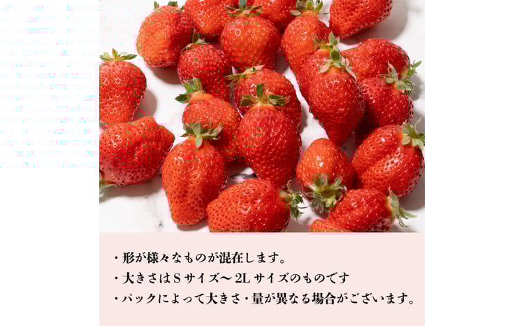 いちご さちのか 選べる容量 500g～1kg S～2L サイズ 不揃い 大粒 新鮮