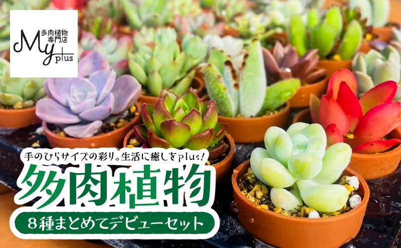 多肉植物デビューセット KN169-001 - 鹿児島県鹿屋市｜ふるさと