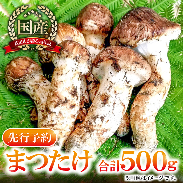 国産まつたけ 500g【先行予約 まつたけ 500g きのこ 松茸 つぼみ 開き