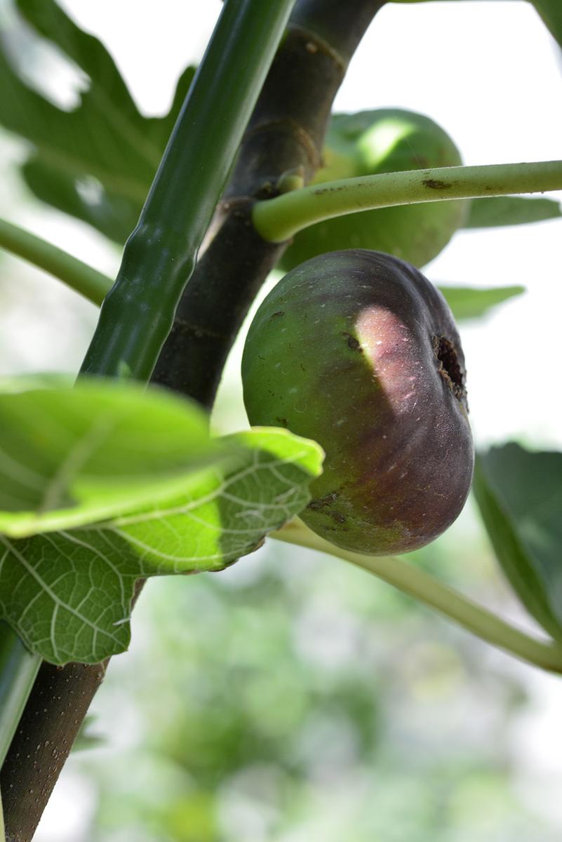 食いしん坊のイチジク栽培Part2｜そだレポ（栽培レポート）by鉢植え100