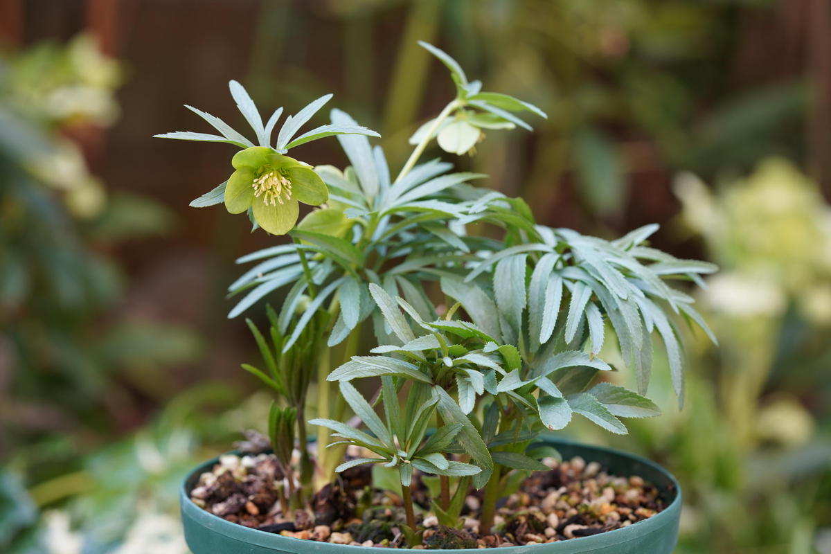 クリスマスローズの原種（H.ムルチフィダス・ヘルツェゴヴィヌス