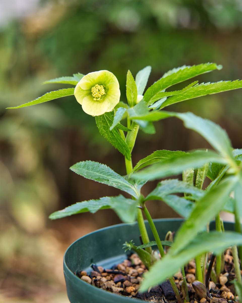 クリスマスローズの原種（H.リグリクス）｜園芸日記by野々口稔