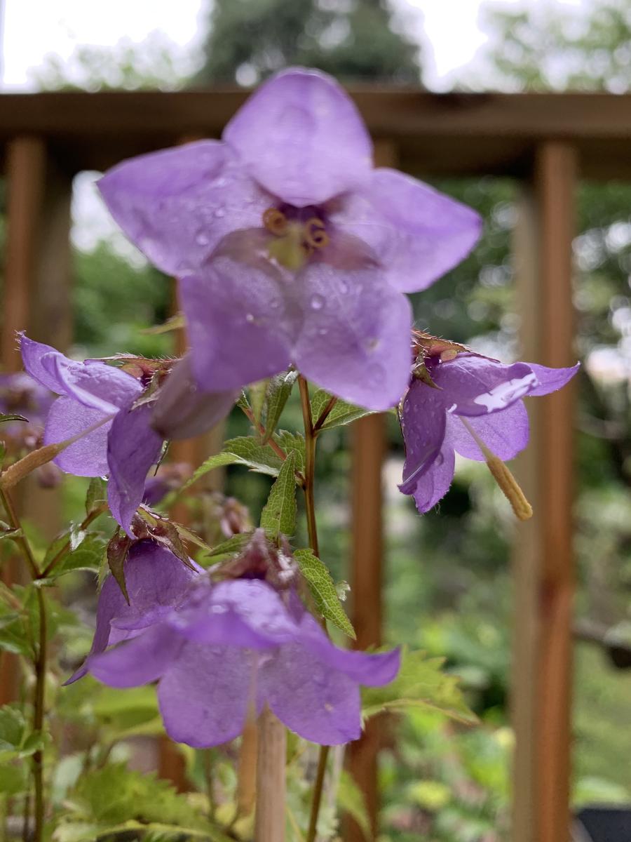 枝先桔梗｜園芸日記by真深｜みんなの趣味の園芸｜820787