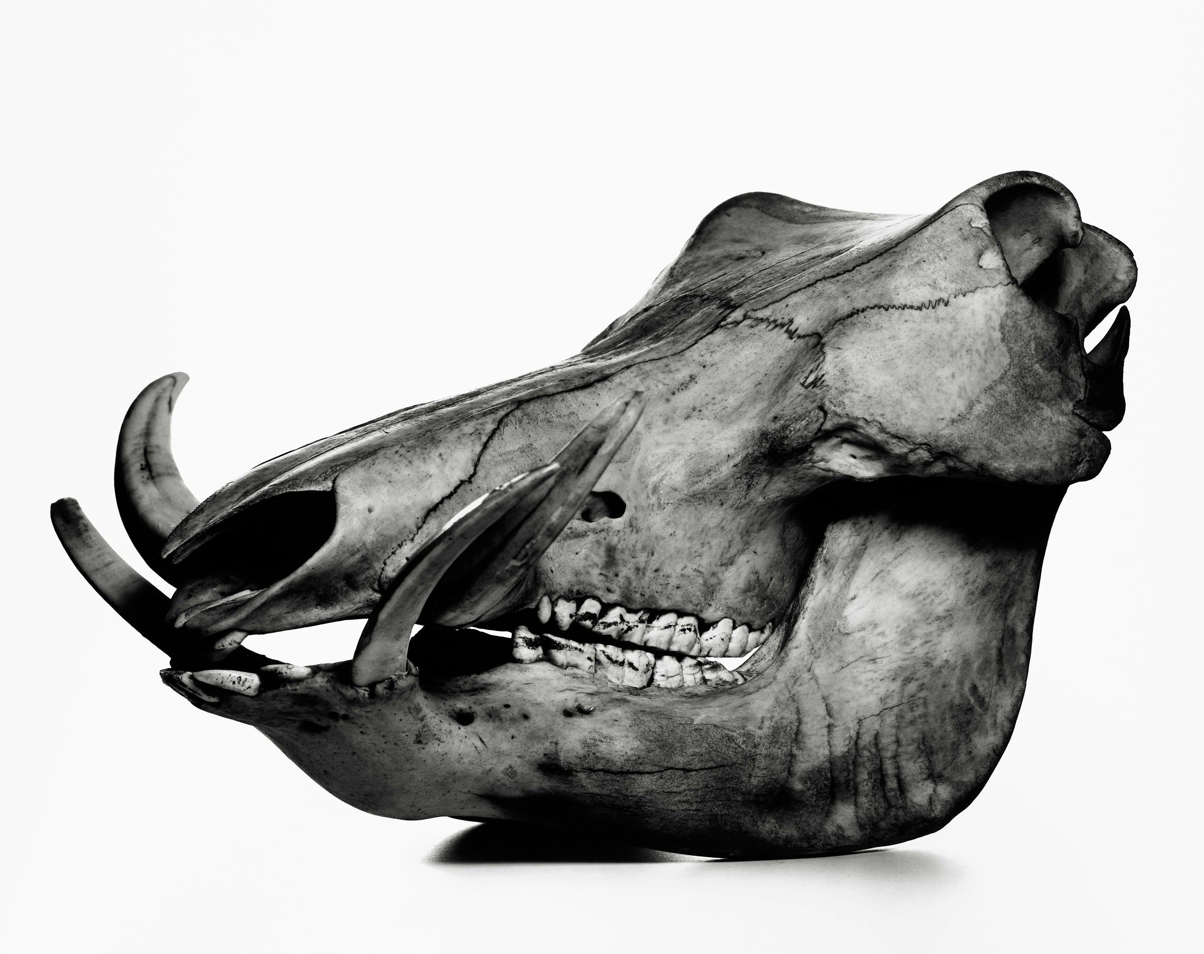 Irving Penn's Head Shots