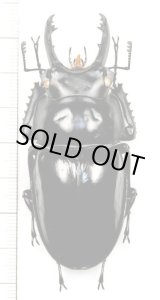 ペラルマトゥスマルバネクワガタ 大型♂72mm ベトナム中部 - Insect