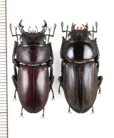クワガタムシ Japanese Lucanidae - Insect Islands 〜南の島の昆虫