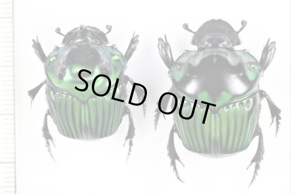 ダイコクコガネの一種 Oxysternon conspicillatum ペア ペルー