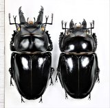 奄美大島 Amamioshima Is. - Insect Islands 〜南の島の昆虫標本屋さん〜