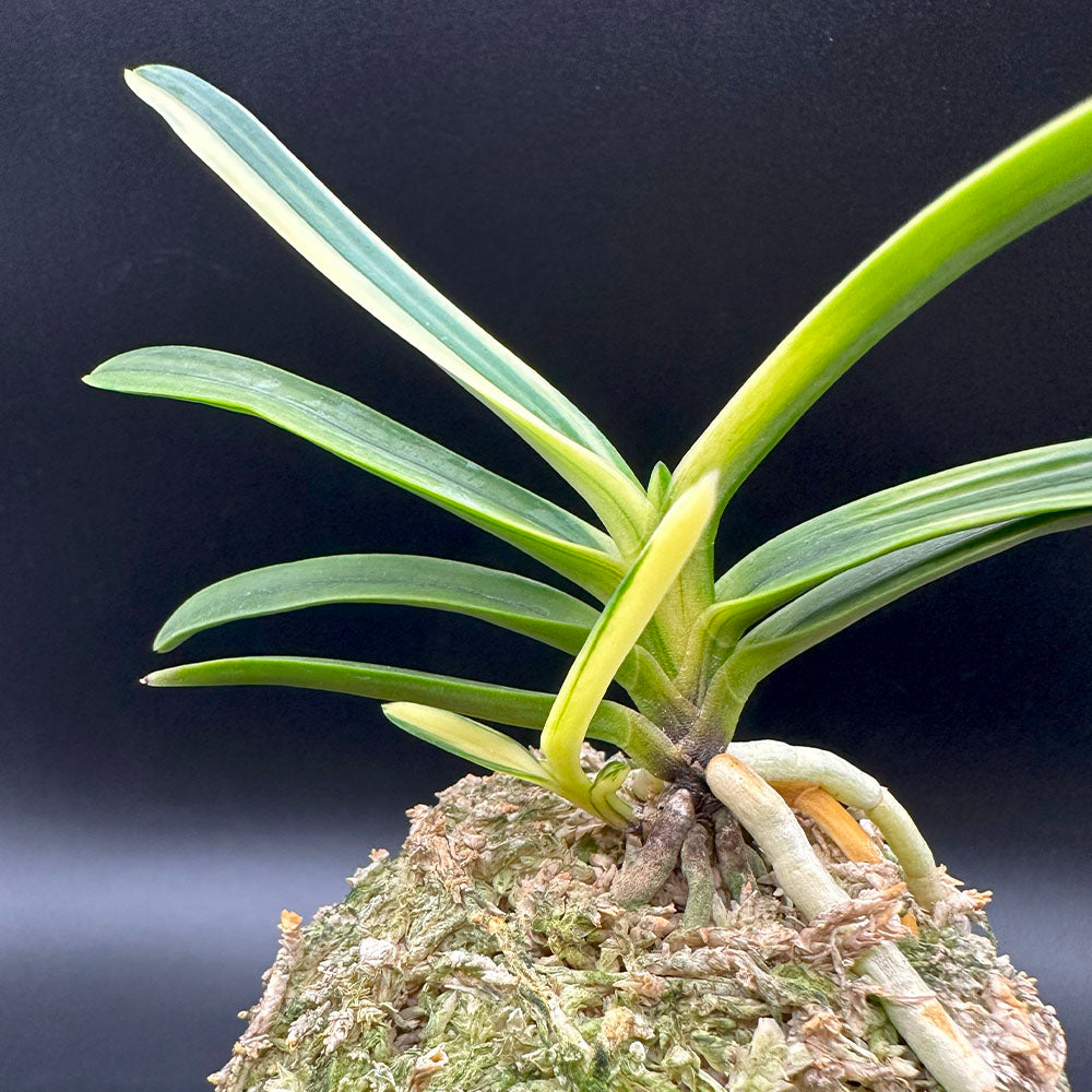 宝石のような観葉植物のお店 【Jewelry Plant】 富貴蘭 白牡丹 は