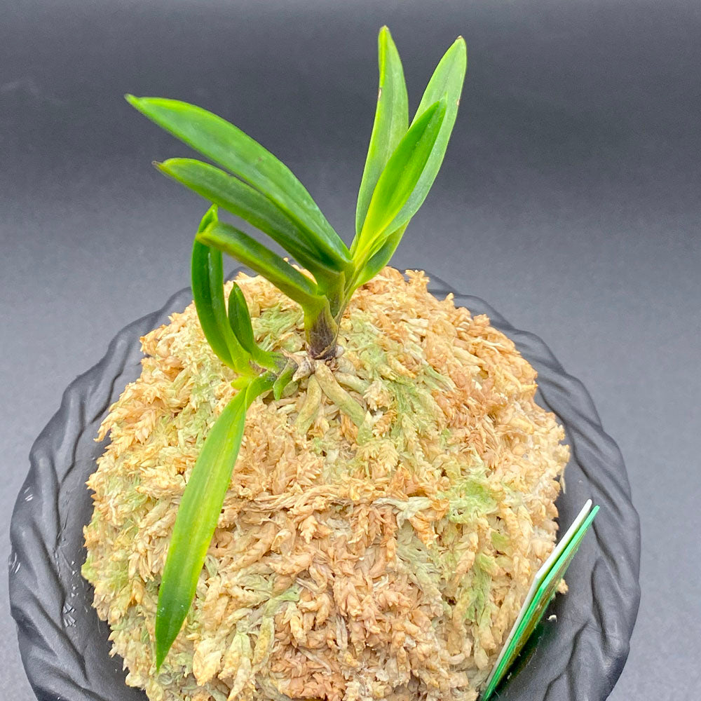 迎春早い者勝ち商品】富貴蘭「黒金牡丹」天葉に縞有り 黒金牡丹