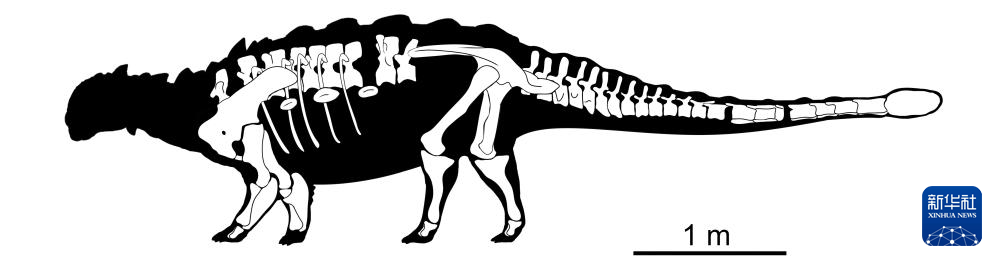 江西省で発見の恐竜化石、アンキロサウルス科の新種と判明