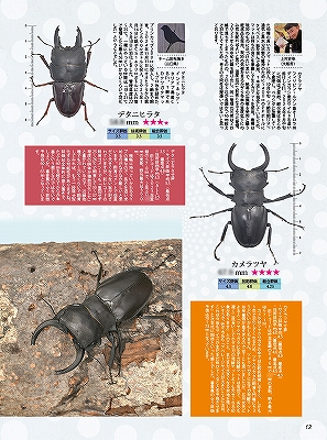 ビークワ97号（BE・KUWA） 2025年クワガタ飼育レコードコンテスト!!