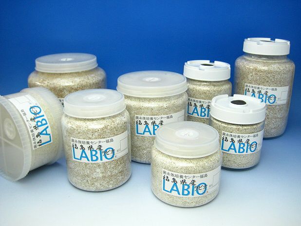 菌糸体培養センター福島 LABIO（ラビオ）オオヒラタケ菌糸 送料格安